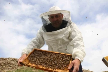 Diyarbakır’da kış uykusuna yatmayan arıların yüzde 30’u telef oldu
