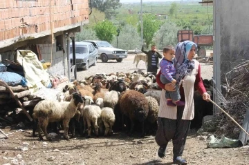 Dört çocuk annesi devletten aldığı destekle 230 koyunluk sürünün sahibi oldu
