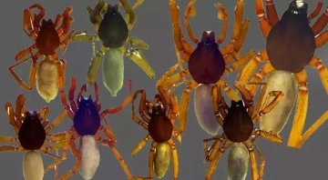 Dünya literatürüne Türkiye'den 8 yeni örümcek 