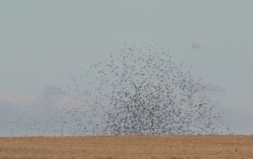 Edirne’de bir köyün üzerini sığırcık kuşları kapladı
