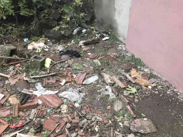 Edirne'de korkunç manzara! 15 ölü kedi bulundu