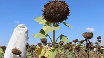 Edirne'de geliştirilen ayçiçeği çeşitleri hastalıklardan daha az etkilendi