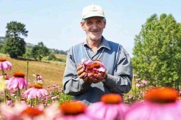 Bursa'da ekinezya hasat için gün sayıyor