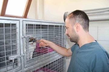 Elazığ Belediyesi Geçici Hayvan Bakım Merkezinde 6 yılda 14 bin 987 hayvan tedavi edildi
