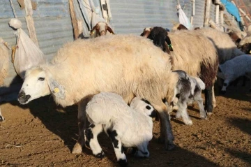 Elazığ’da koyun ve kuzuların renkli buluşması
