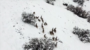 Elazığ'da kar üstünde yiyecek arayan dağ keçileri dron ile görüntülendi