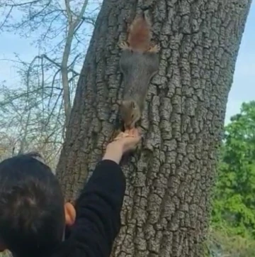 Emirgan Korusu’nda bir çocuk ağaçtaki sincabı elleriyle besledi
