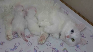 En güzel Van kedisi ‘Mia’ üçüncü kez anne oldu
