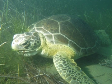 Endemik deniz çayırları ve deniz kaplumbağaları insan tehdidi altında
