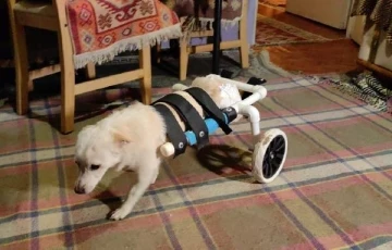 Engelli köpeğe, plastik su borularından yürüteç yaptı