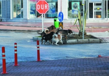 Gazipaşa’da vatandaşlar başıboş köpeklerden şikayetçi
