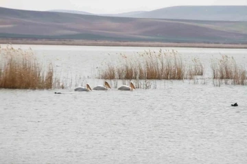 Göç eden pelikanlar Ankara’ya misafir oldu
