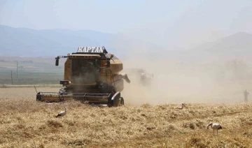 Gökhöyük’te buğday hasadı bereketli başladı: 5 bin ton üretim bekleniyor
