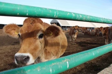 Gökhöyük’ün ‘süt makinesi’ jersey inekleri: Yediği yemi en çok süte onlar çeviriyor

