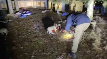 Gölet kenarındaki üşüyen yavru köpekleri kent merkezinden mama getirip beslediler
