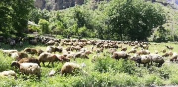 Hakkari’de tır devrildi, onlarca koyun telef oldu

