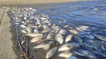 Hamzadere’de toplu balık ölümleri!
