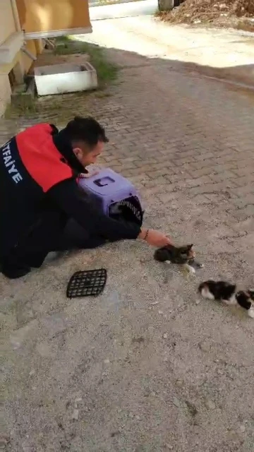 Havalandırmada mahsur kalan anne kedi ve yavrularını itfaiye ekipleri kurtardı
