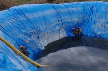 Havuza düşen yavru köpekleri, Aydın itfaiyesi kurtardı
