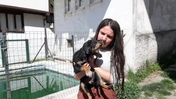 Havuzda boğulmak üzere olan yavru köpeği vatandaşlar kurtardı
