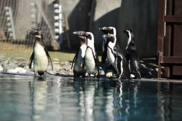 Hayvanat bahçesinde, nesli tehlike altındaki Afrika penguenlerinin doğumu sevindirdi