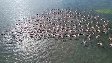 Hersek Lagünü’nde flamingolardan görsel şölen