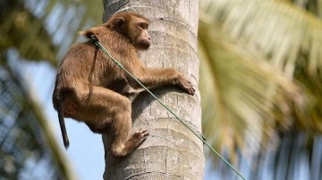 Hindistan'da G20 Liderler Zirvesi öncesi maymun önlemi 