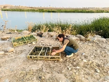 Irak’tan Şırnak’a yasa dışı yollarla getirilen bin 600 saka kuşu koruma altına alındı
