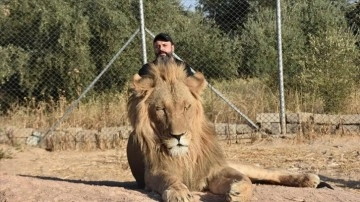 Iraklı hayvansever, beslediği aslanlar için 500 dönümlük alan tahsis edecek