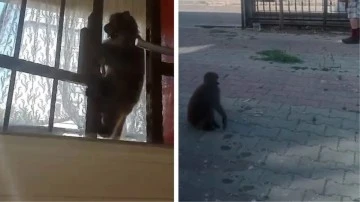 İstanbul’da bir maymun 3 kişiye saldırdı 