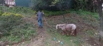 İstanbul’un göbeğinde “midilli” sürprizi: Ağaca bağlanmış at görenleri şaşkına çevirdi
