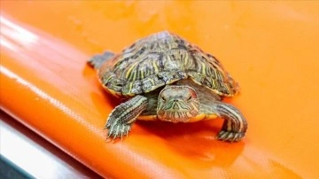 "İstilacı kaplumbağa" bırakıldığı sularda endemik türlerin varlığını tehdit ediyor