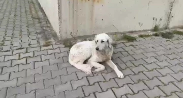 İzmir’de köpeğe işkence anbean kamerada

