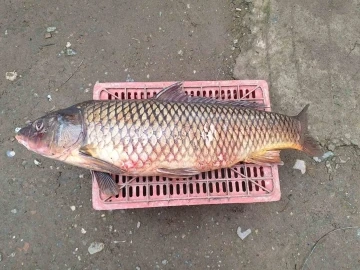 İznik Gölü’nde 25 kiloluk sarı balık yakalandı