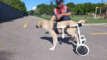 Jandarma, ayağı sakat köpeğe plastik borudan yürüteç yaptı
