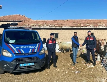 Jandarma kaybolan koyunları dron ile buldu
