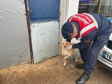 Jandarmadan yaralı hayvanlara yardım eli
