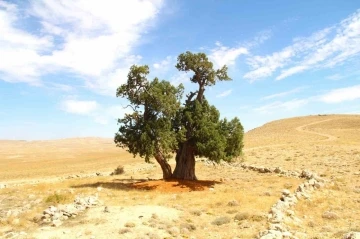 Kahramanmaraş’ta yalnız ardıç ağacı
