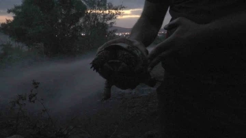 Kaplumbağayı yanmaktan itfaiye kurtardı
