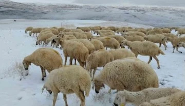 Çobanlar koyunlarını kar altında otlatıyor!