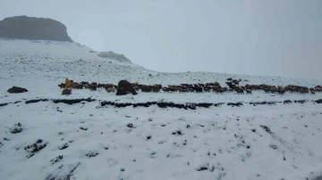 Kar yağışına yakalanan koyun sürüsü ağıllara geri dönmek zorunda kaldı
