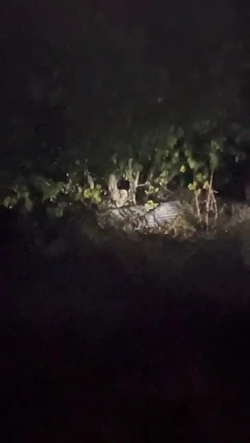 Karabük’te köyde çıktıkları ağaçta incir yiyen ayılar kamerada
