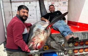 200 kiloluk köpek balığı ağlara takıldı