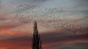 Kars'ta gün batımında kuşların dansı