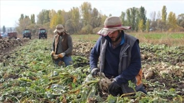 Kars'ta köylüler el birliğiyle şeker pancarını hasat ediyor