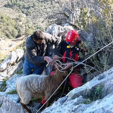 Kayalıklarda mahsur kalan keçileri AKUT kurtardı
