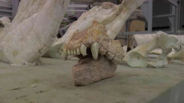 Kayseri’de 7,5 milyon yıllık aslan kafatası bulundu
