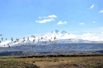 Kayseri’nin doğal kuş cenneti baharı müjdeliyor
