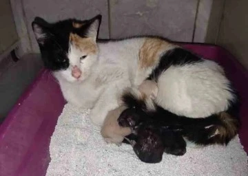Kedi, İnegöl Devlet Hastanesi’nde doğum yaptı