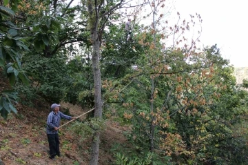 Kestanede hastalığa dayanıklı ağaç çeşitleri, üreticilere umut olacak
